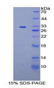 Figure 1. SDS-PAGE
