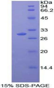 Figure 1. SDS-PAGE