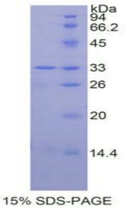 Figure 1. SDS-PAGE