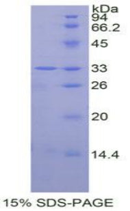 Figure 1. SDS-PAGE