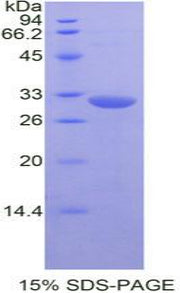Figure 1. SDS-PAGE