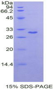 Figure 1. SDS-PAGE