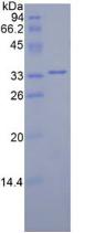 Figure 2. SDS-PAGE