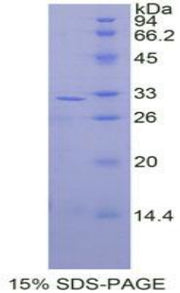 Figure 1. SDS-PAGE