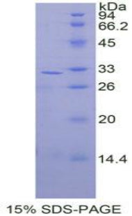 Figure 1. SDS-PAGE