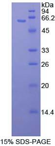Figure 1. SDS-PAGE