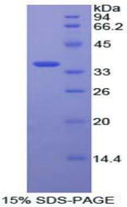 Figure 1. SDS-PAGE