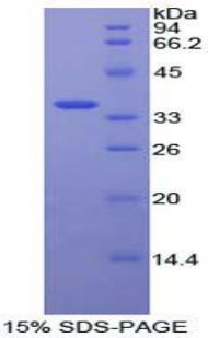 Figure 1. SDS-PAGE