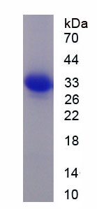 Figure 1. SDS-PAGE