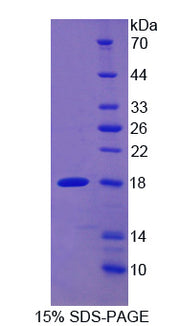 Figure 1. SDS-PAGE