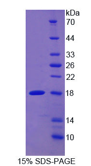Figure 1. SDS-PAGE