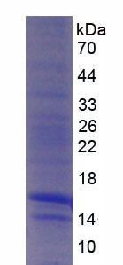 Figure 2. SDS-PAGE
