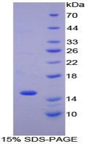 Figure 1. SDS-PAGE