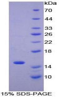 Figure 1. SDS-PAGE