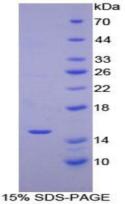 Figure 1. SDS-PAGE