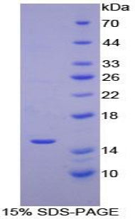 Figure 1. SDS-PAGE