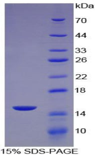 Figure 1. SDS-PAGE