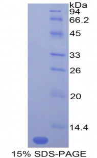 Figure 1. SDS-PAGE