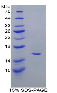 Figure 1. SDS-PAGE