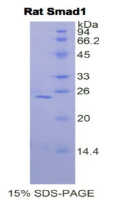 Figure 1. SDS-PAGE