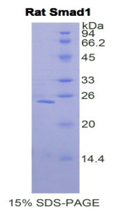 Figure 1. SDS-PAGE