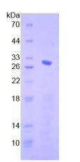 Figure 2. SDS-PAGE
