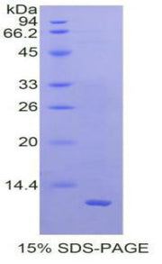 Figure 1. SDS-PAGE