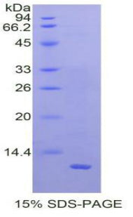 Figure 1. SDS-PAGE