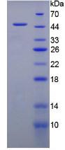 Figure 3. SDS-PAGE