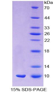 Figure 1. SDS-PAGE