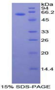 Figure 1. SDS-PAGE