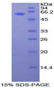 Figure 1. SDS-PAGE