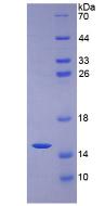 Figure 3. SDS-PAGE