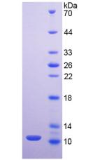 Figure 2. SDS-PAGE