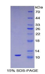 Figure 1. SDS-PAGE