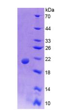 Figure 3. SDS-PAGE