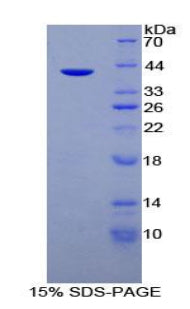 Figure 2. SDS-PAGE