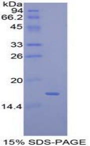 Figure 1. SDS-PAGE