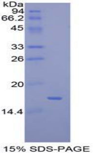 Figure 1. SDS-PAGE