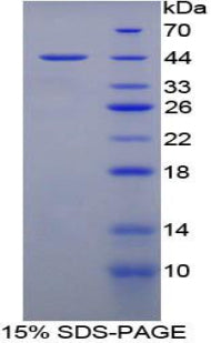 Figure 1. SDS-PAGE