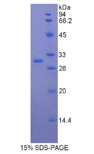 Figure 1. SDS-PAGE