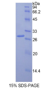 Figure 1. SDS-PAGE