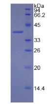 Figure 2. SDS-PAGE