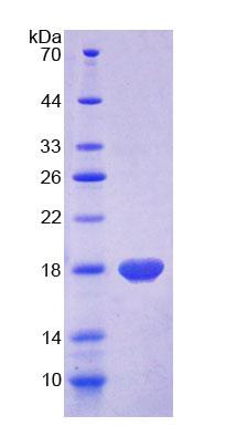 Figure 1. SDS-PAGE