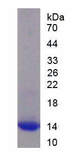 Figure 1. SDS-PAGE