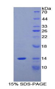 Figure 1. SDS-PAGE