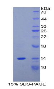 Figure 1. SDS-PAGE
