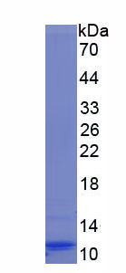 Figure 1. SDS-PAGE