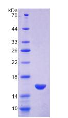 Figure 2. SDS-PAGE