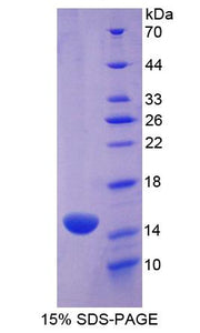 Figure 1. SDS-PAGE